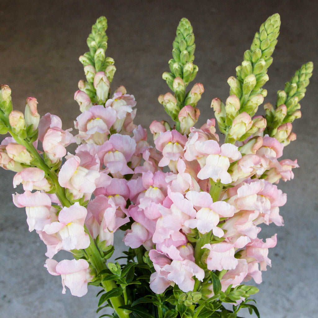 Snapdragon - Costa Silver