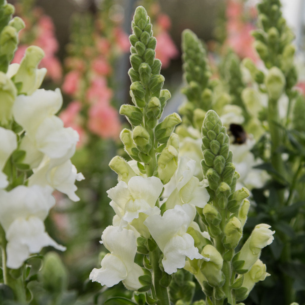 Snapdragon - Costa White