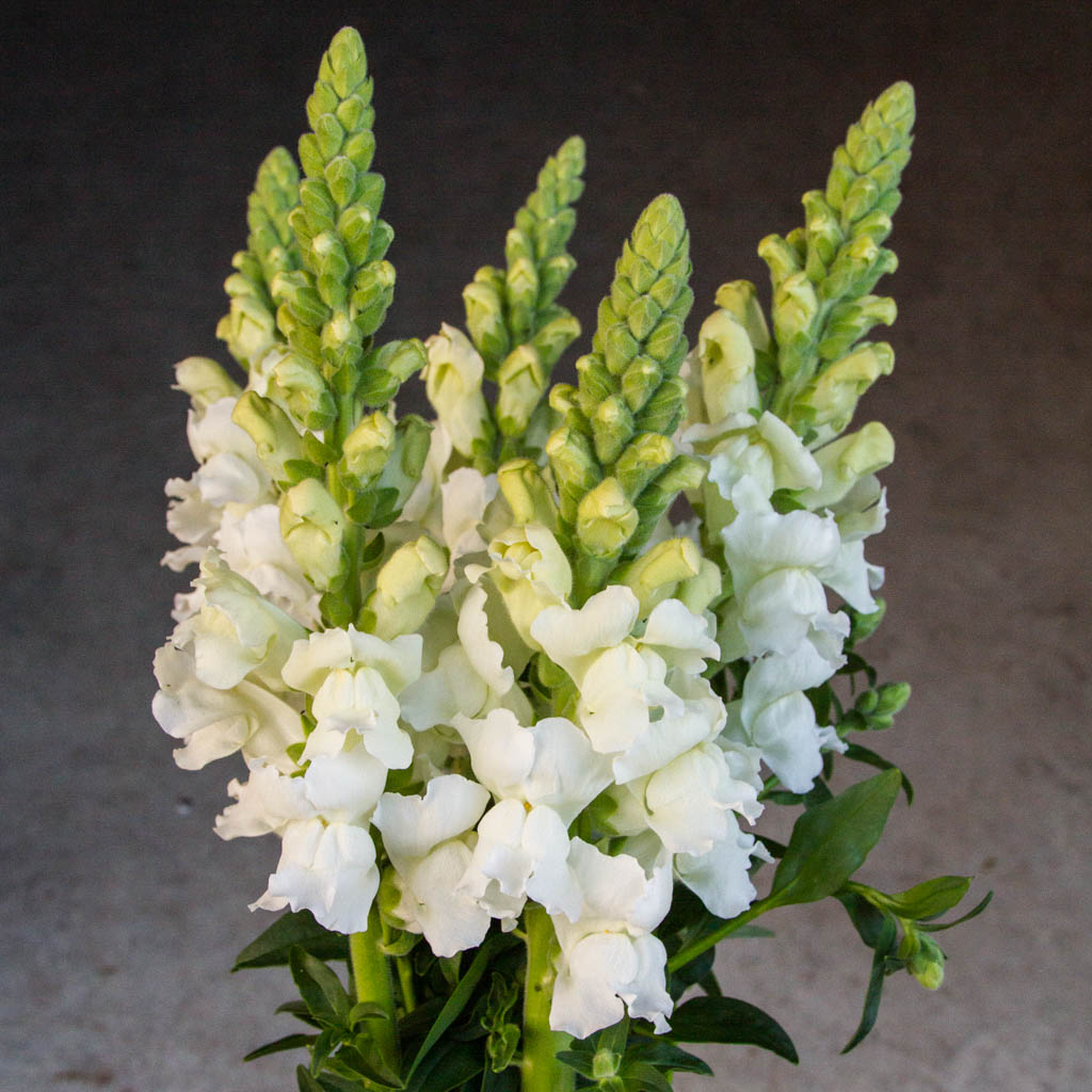 Snapdragon - Costa White
