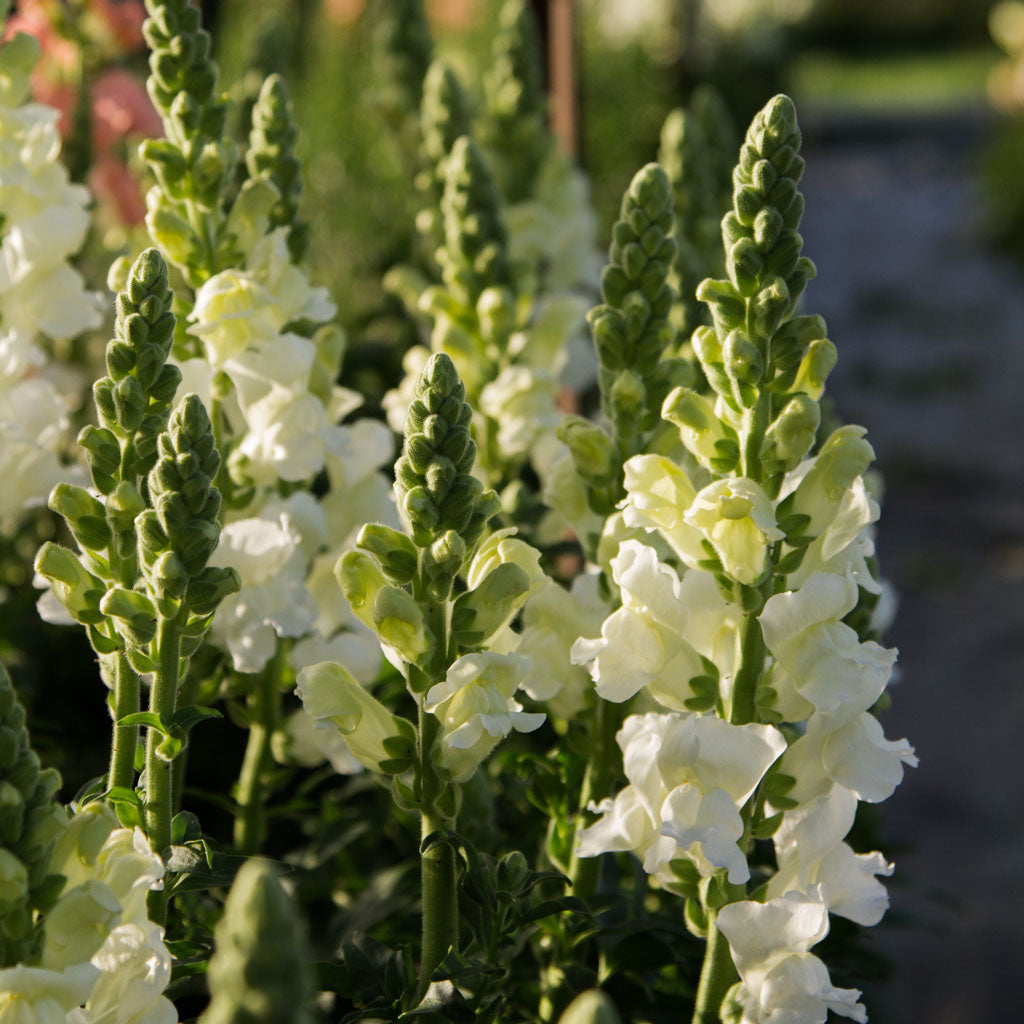 Snapdragon - Costa White