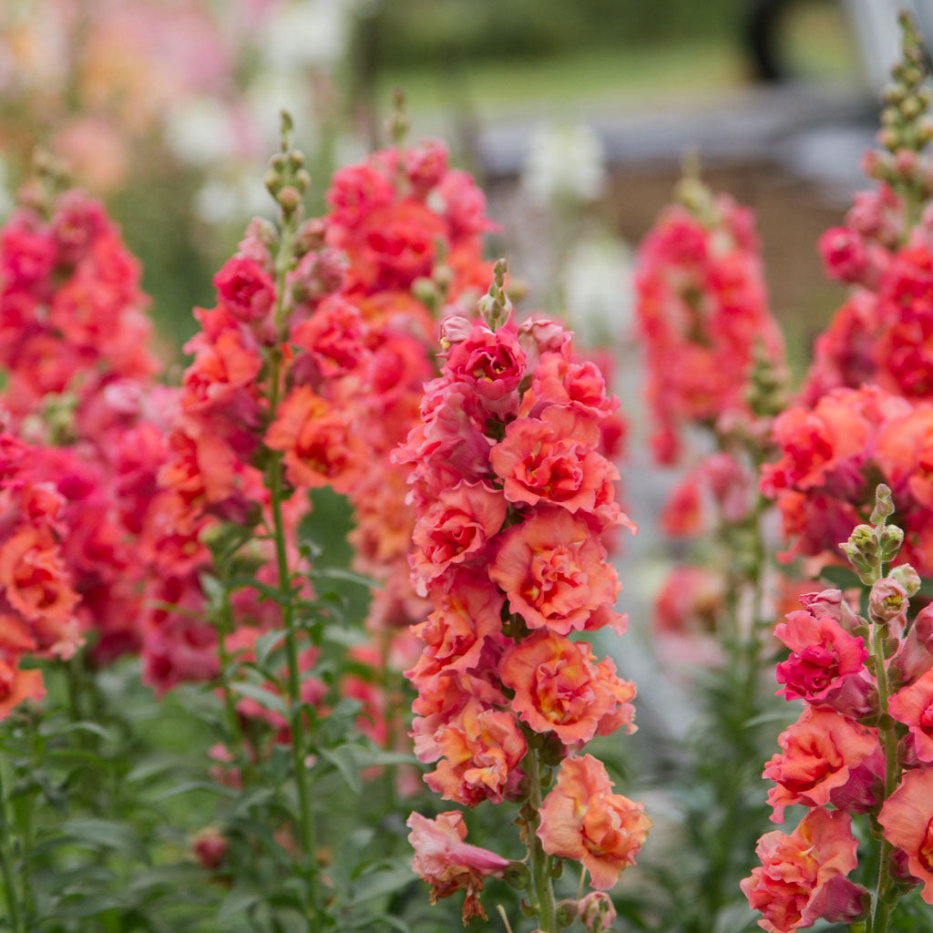 Snapdragon - Madame Butterfly Bronze