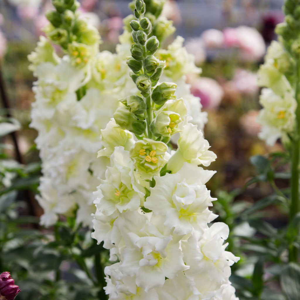 Snapdragon - Madame Butterfly Ivory
