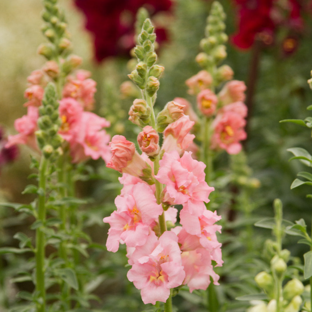 Snapdragon - Madame Butterfly Pink