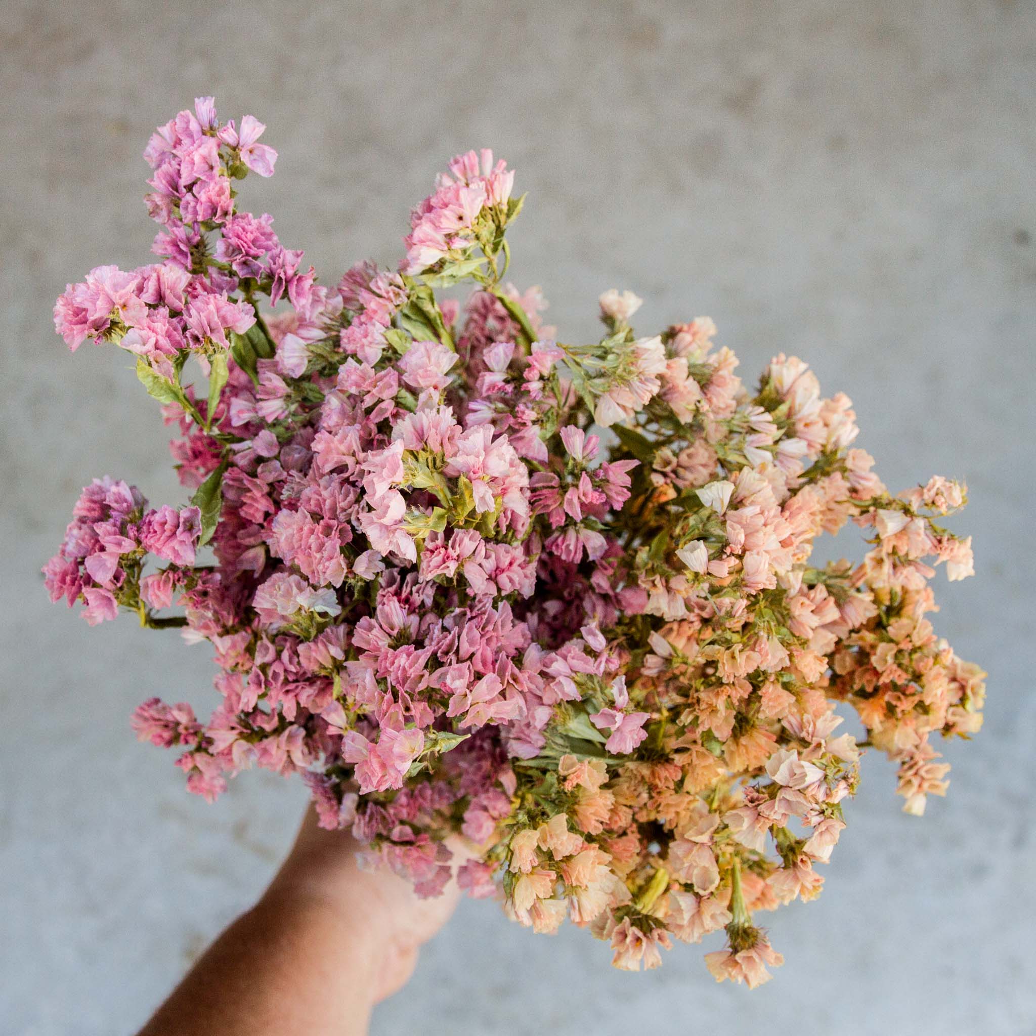 STATICE - Apricot - PLANTS