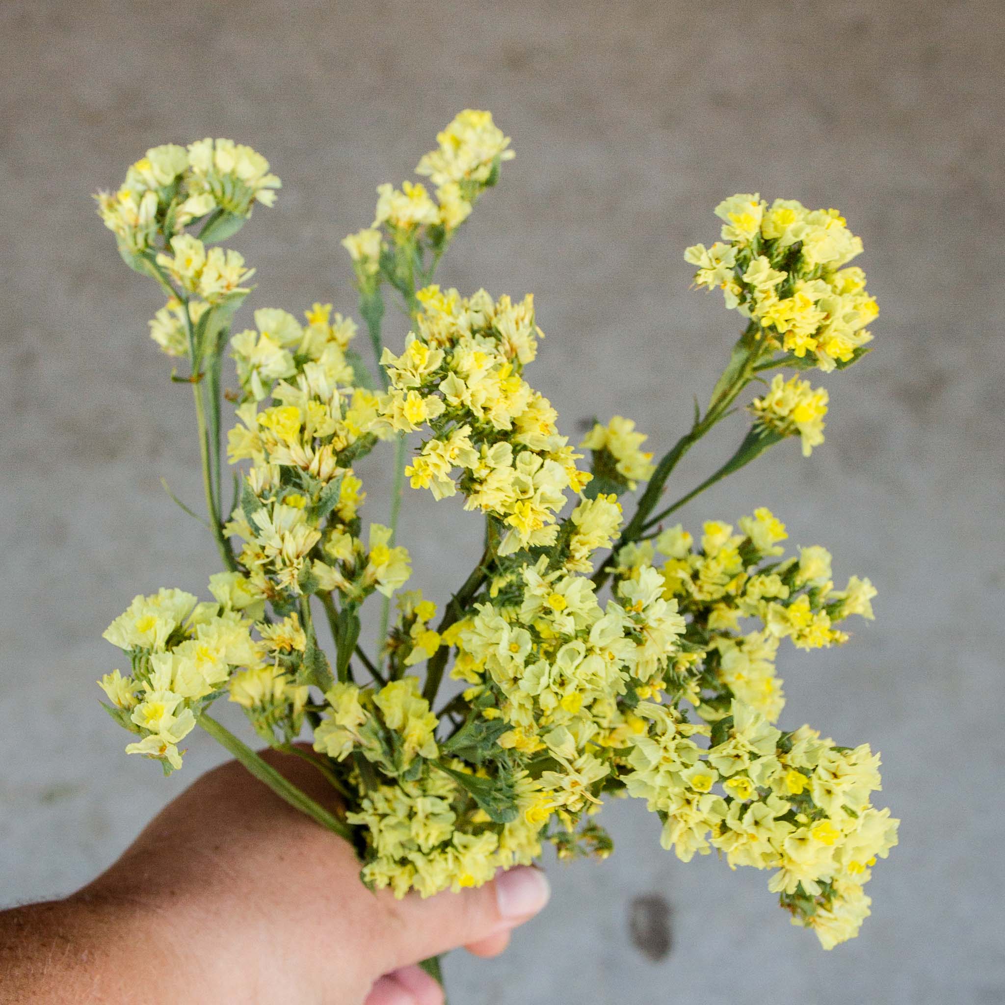 Statice - Yellow