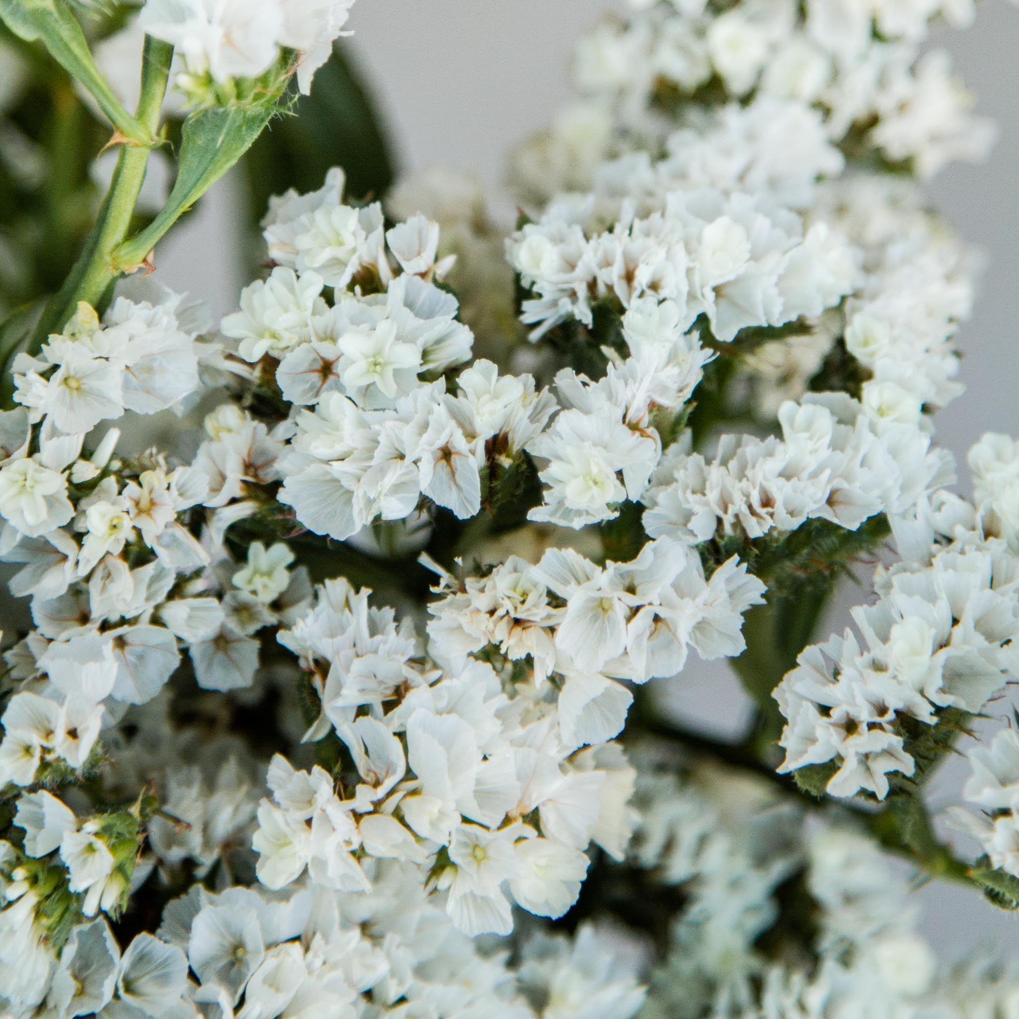 STATICE - White - PLANTS
