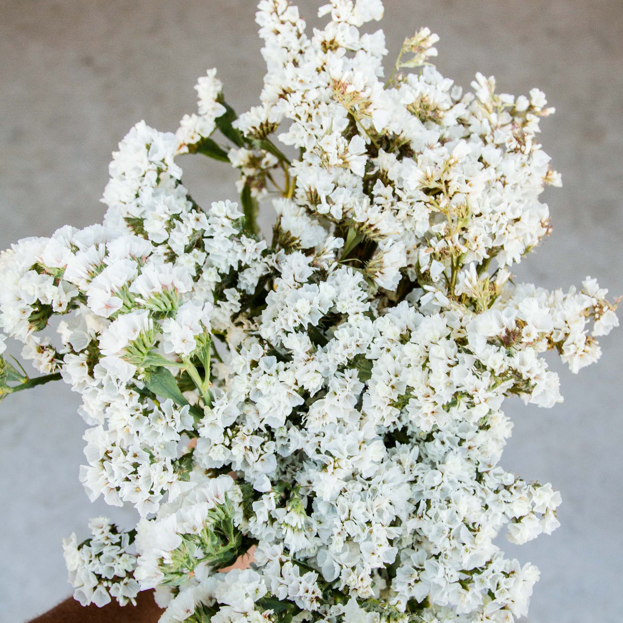 Statice - White