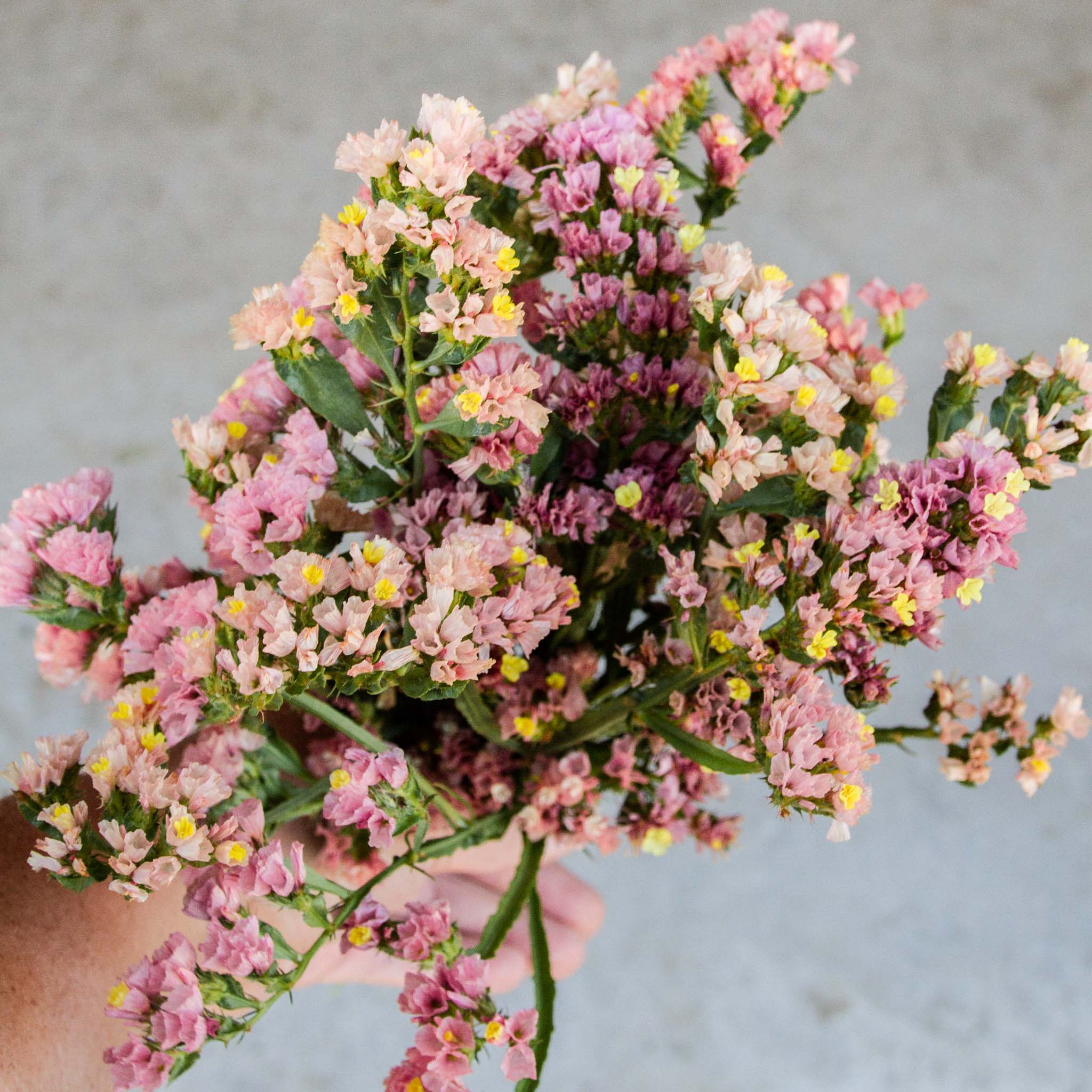 STATICE - Apricot - PLANTS