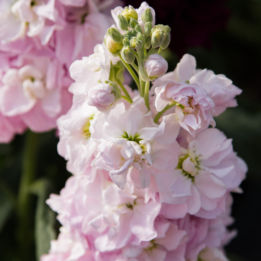 Stock - Appleblossom