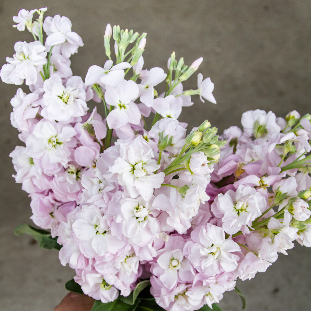 Stock - Appleblossom