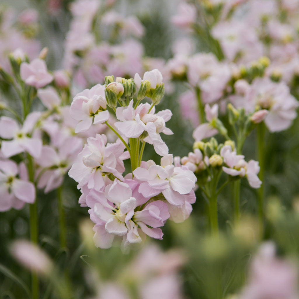 Stock - Appleblossom