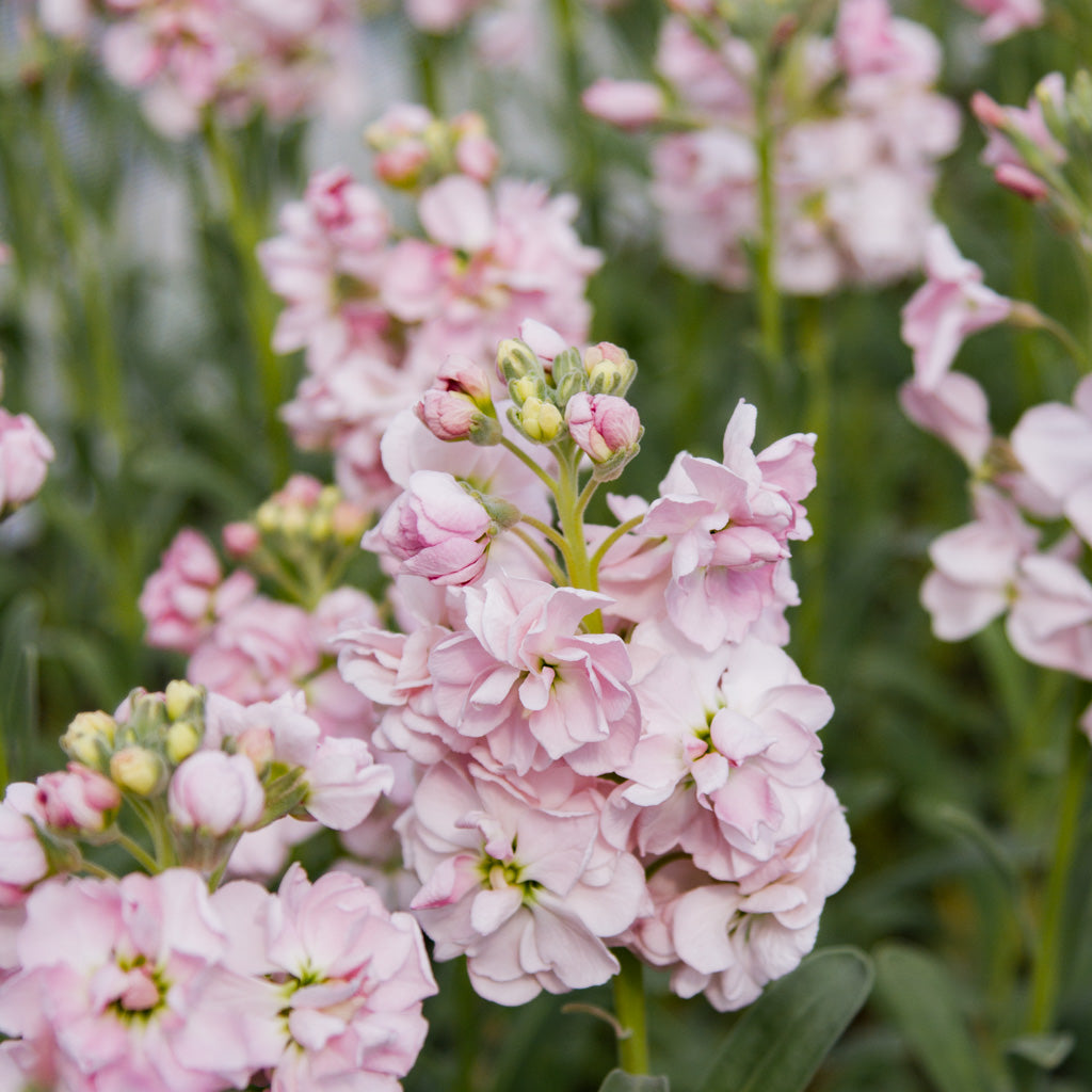 Stock - Malmaison Pink