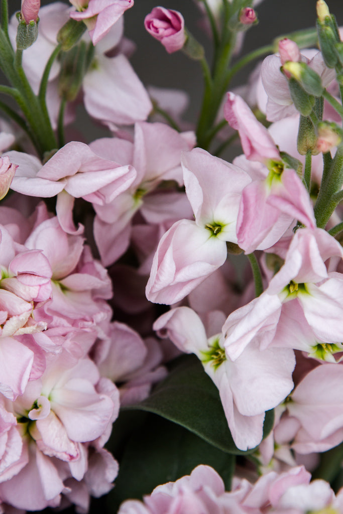 Stock - Malmaison Pink