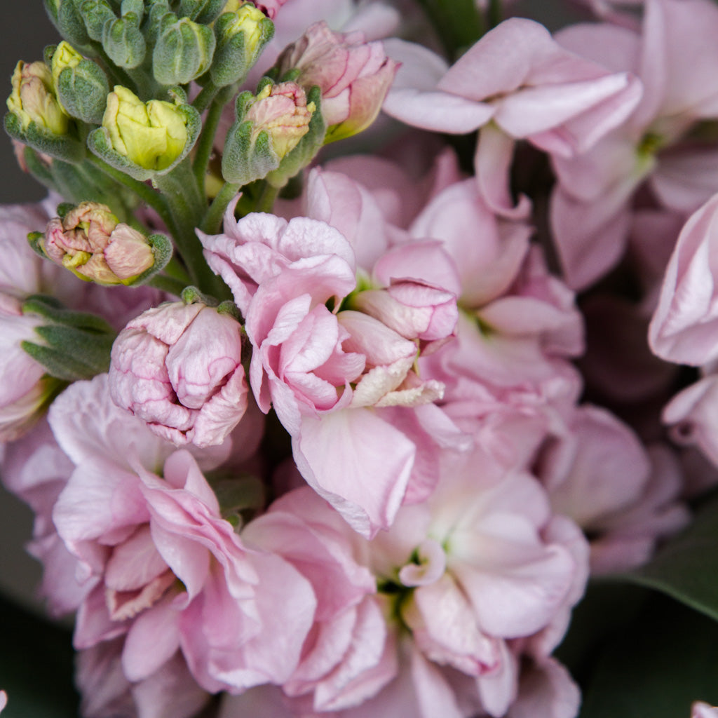 Stock - Malmaison Pink