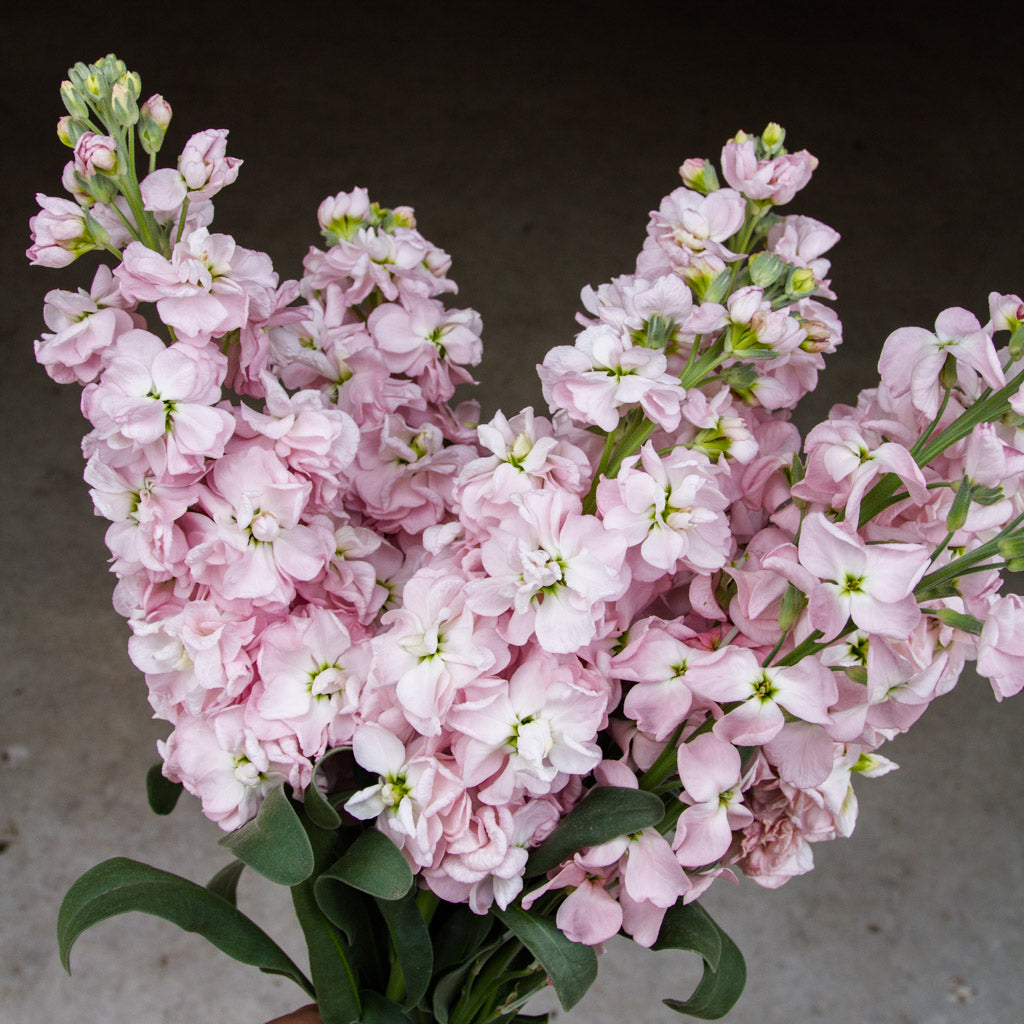 Stock - Malmaison Pink