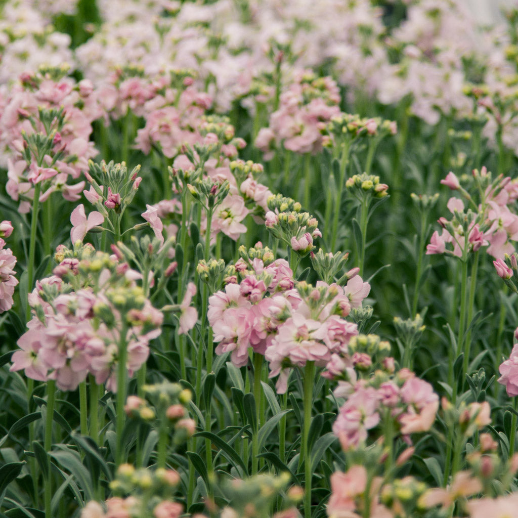 Stock - Malmaison Pink