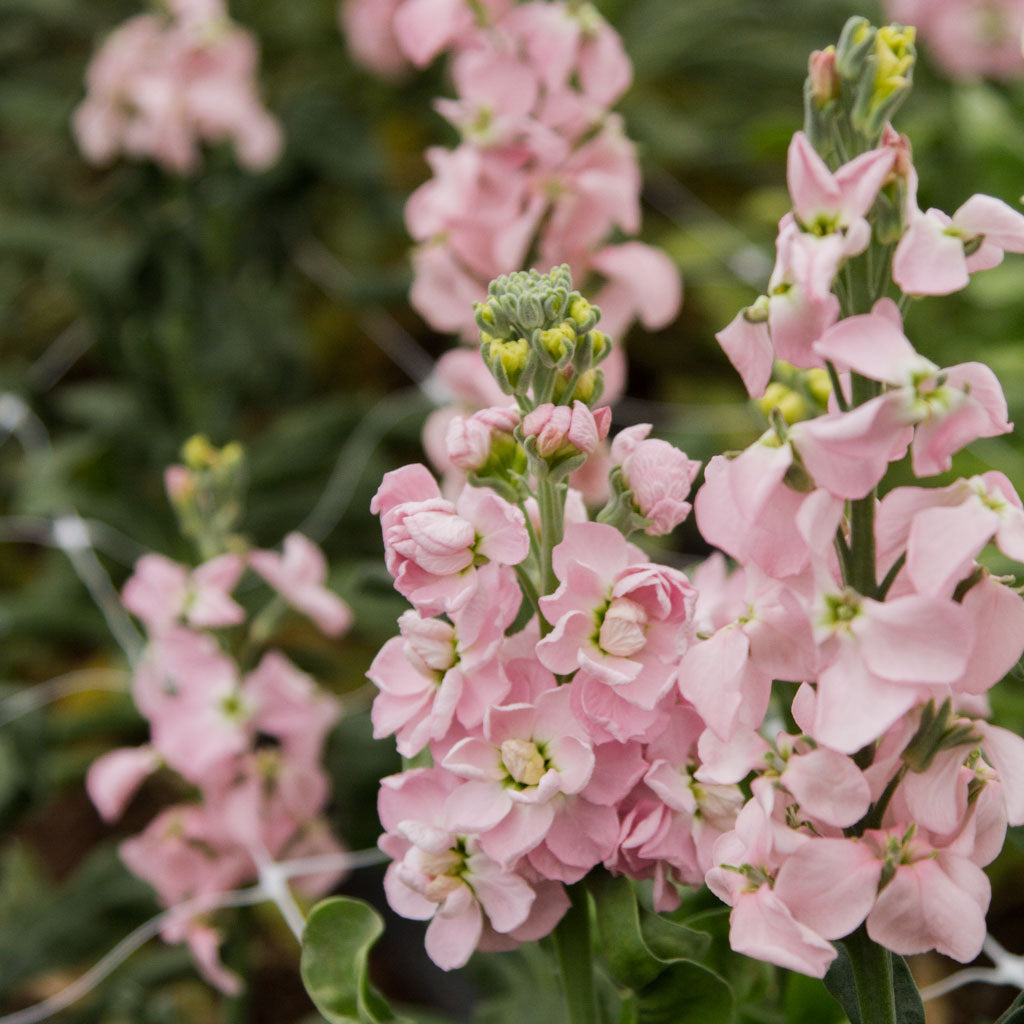 Stock - Milla Light Pink