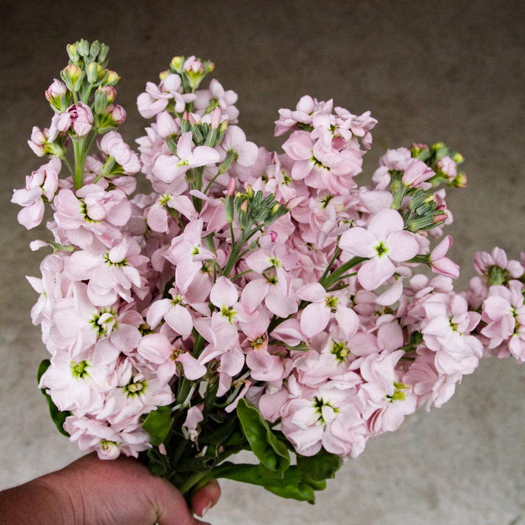 Stock - Milla Light Pink
