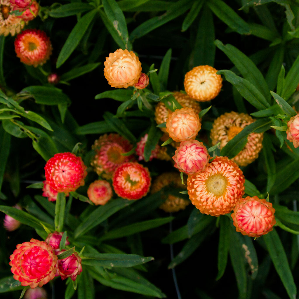 Strawflower - Apricot Salmon