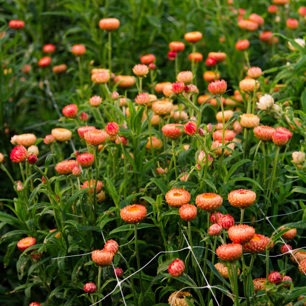 Strawflower - Apricot Salmon