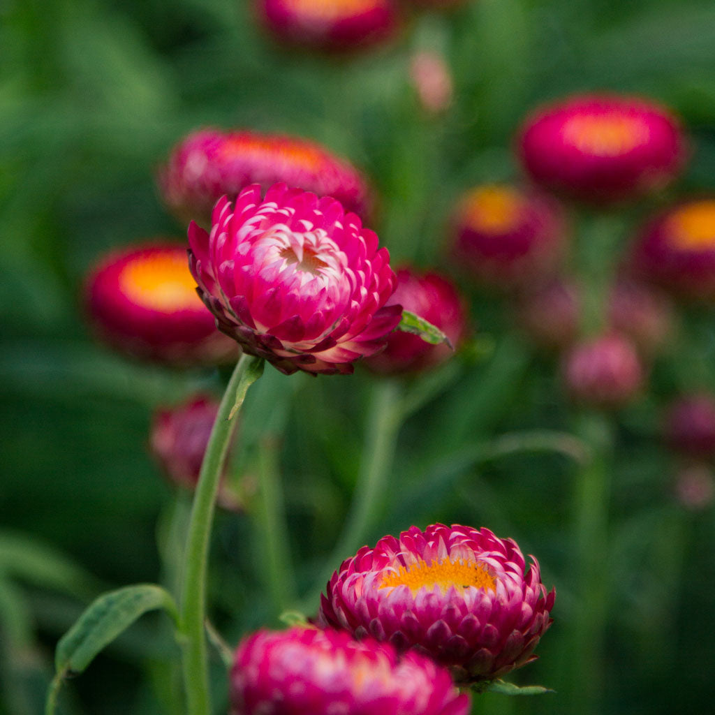 Strawflower - Deep Pink