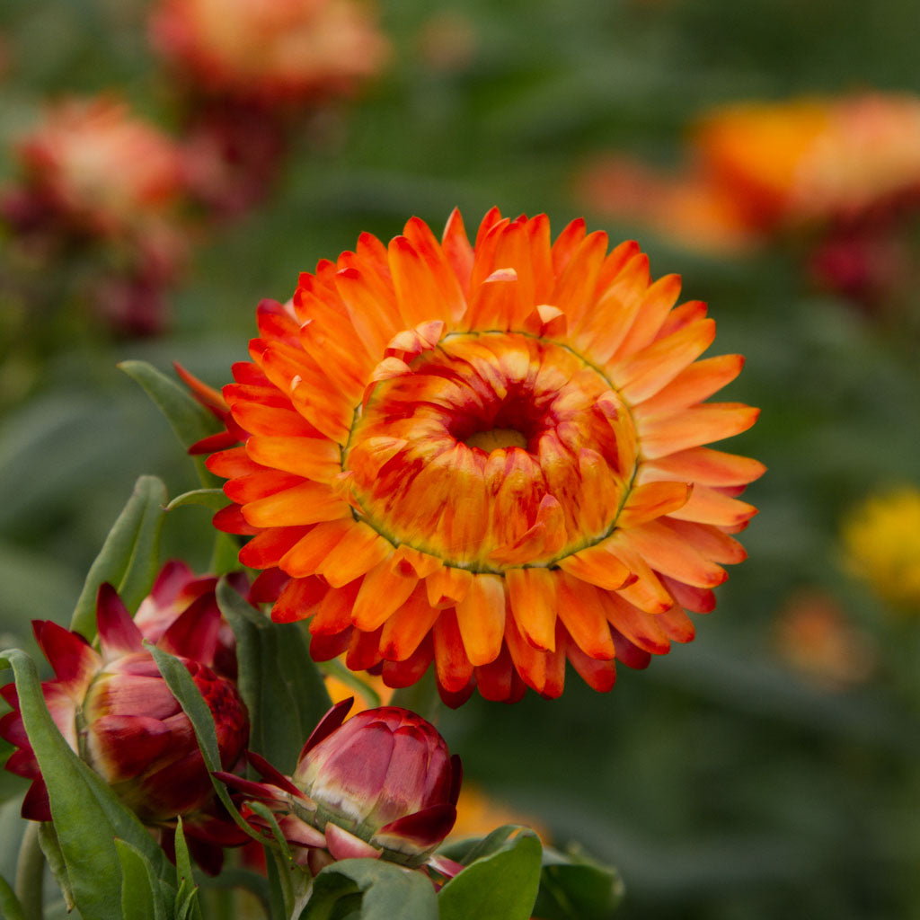 STRAWFLOWER - Orange - PLANTS