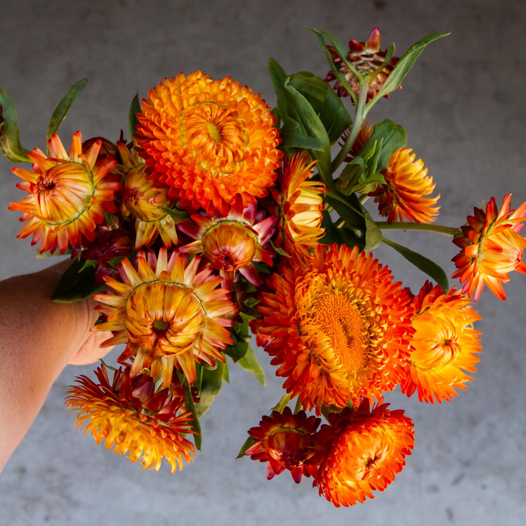 STRAWFLOWER - Orange - PLANTS