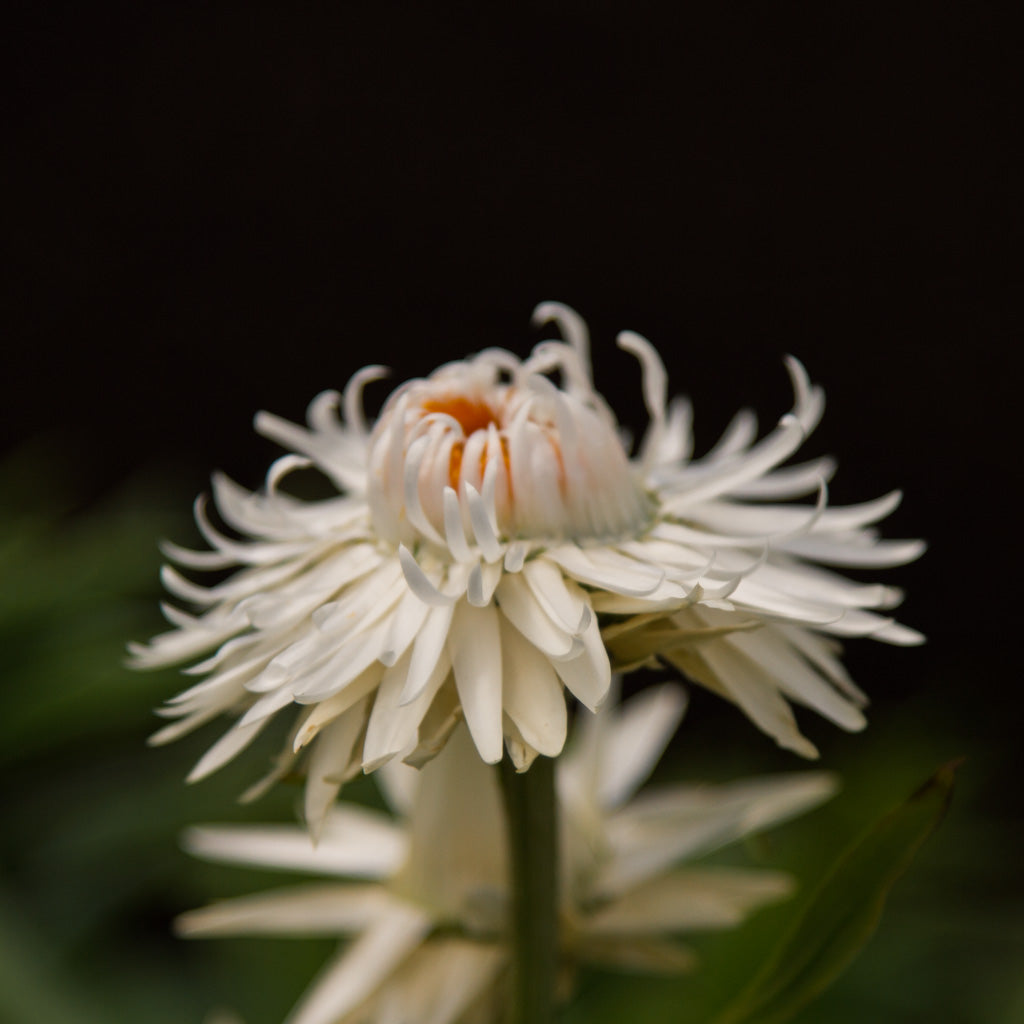 Strawflower - White