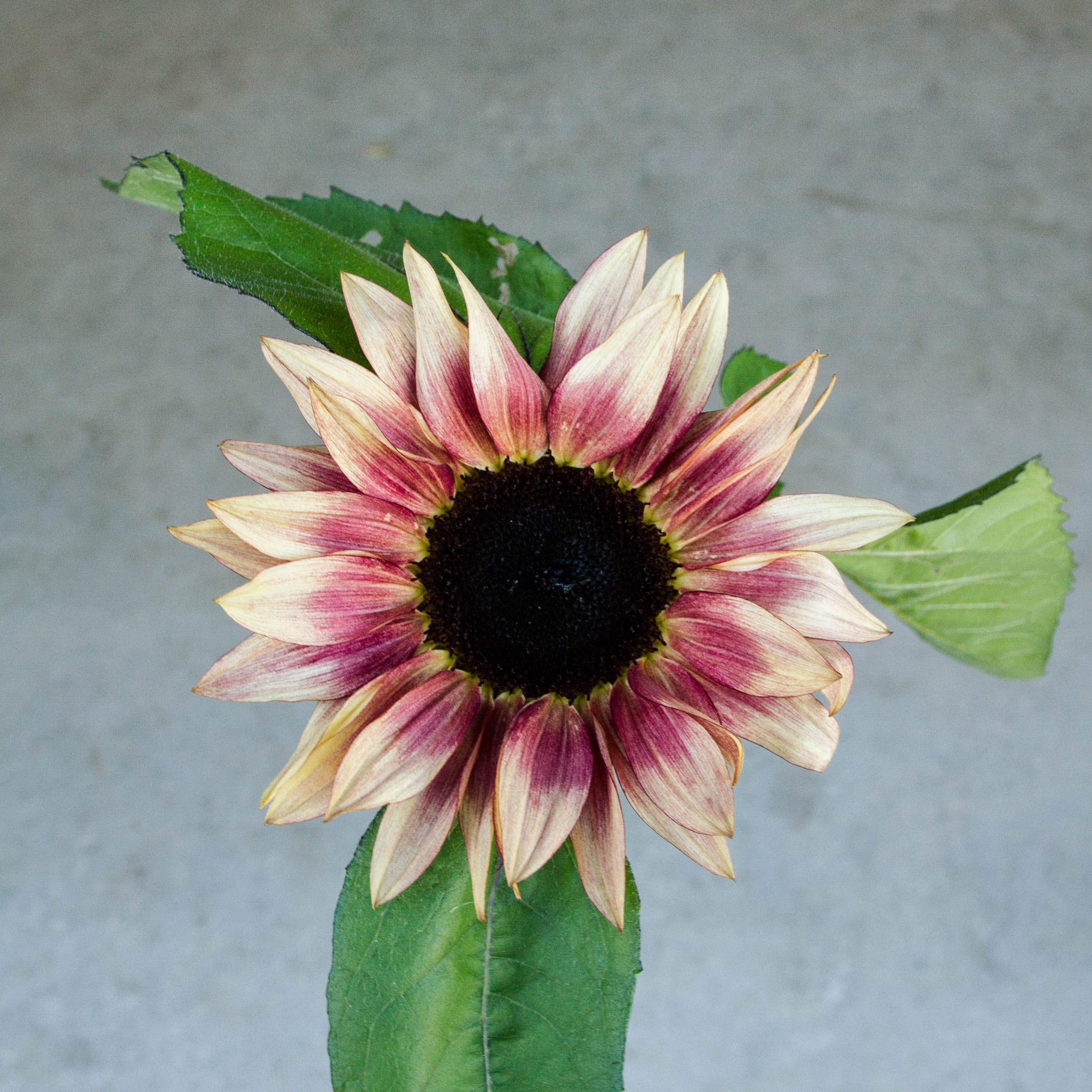 Sunflower - ProCut Plum