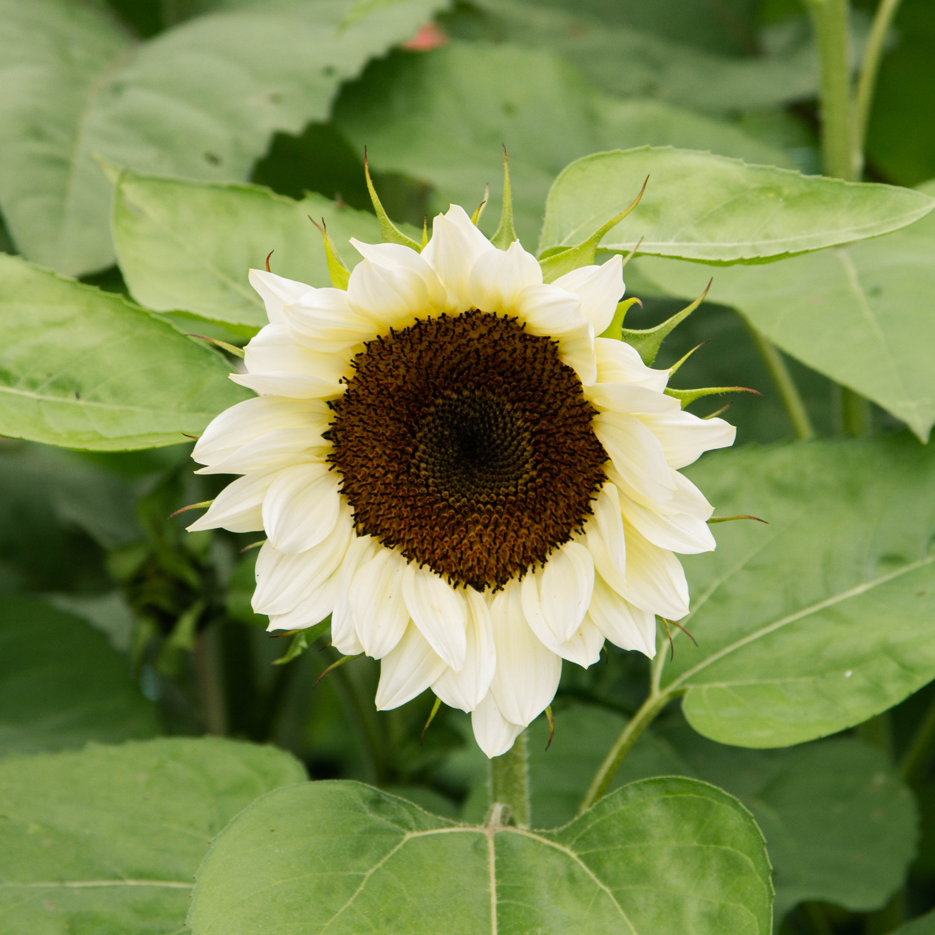 Sunflower - ProCut White Nite