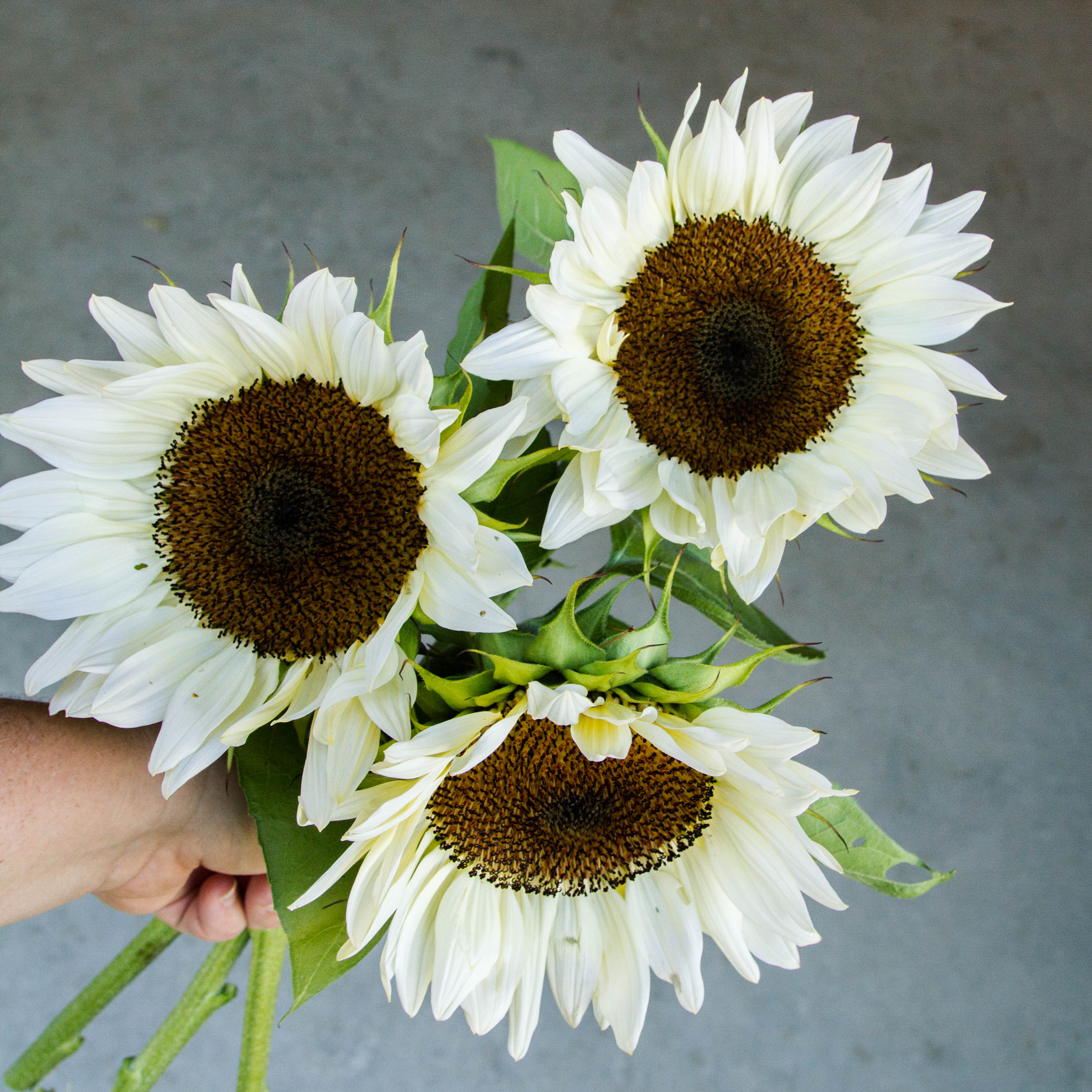 Sunflower - ProCut White NITE