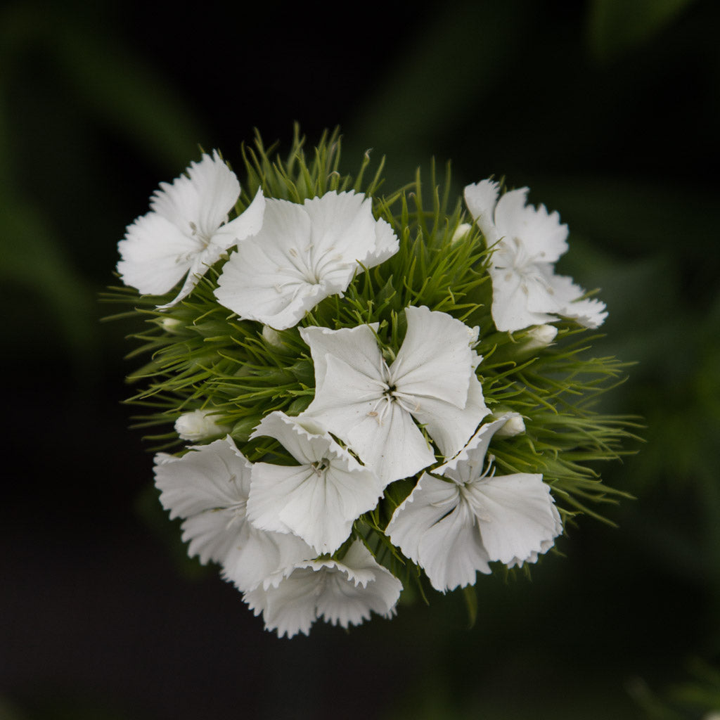 Dianthus - White