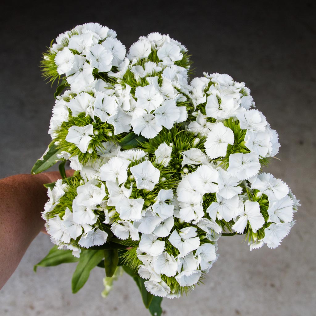 Dianthus - White