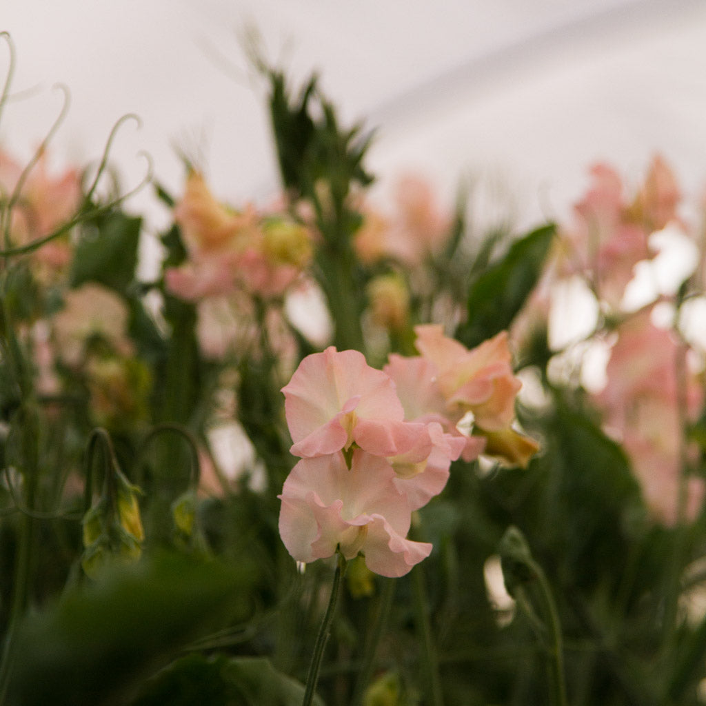 SWEET PEA - Castlewellan - PLANTS
