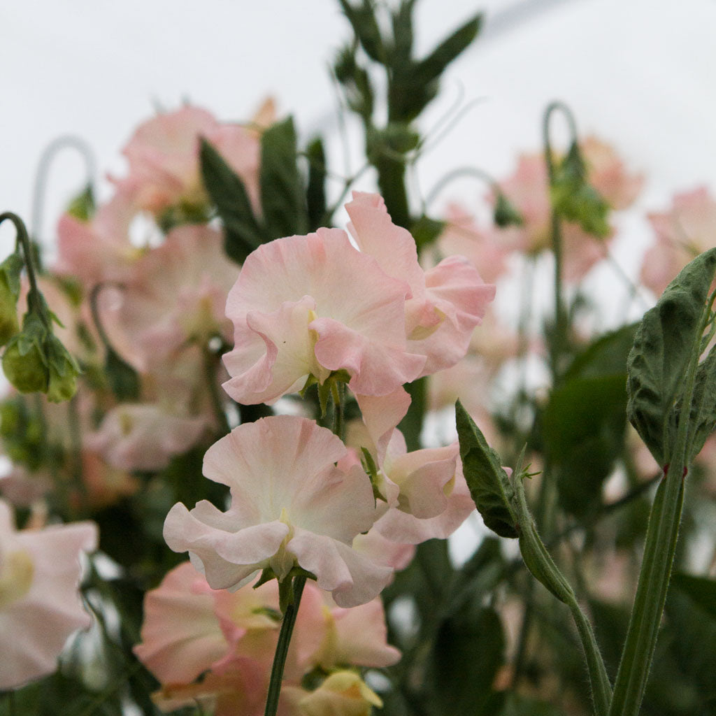 SWEET PEA - Castlewellan - PLANTS