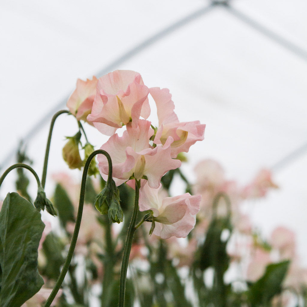 Sweet Pea - Castlewellan