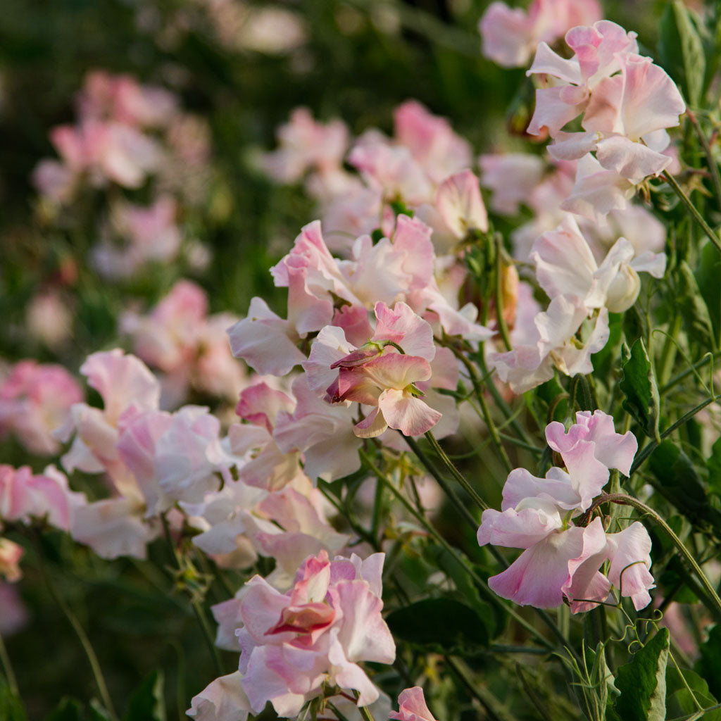 Sweet Pea - Gwawr Cymru