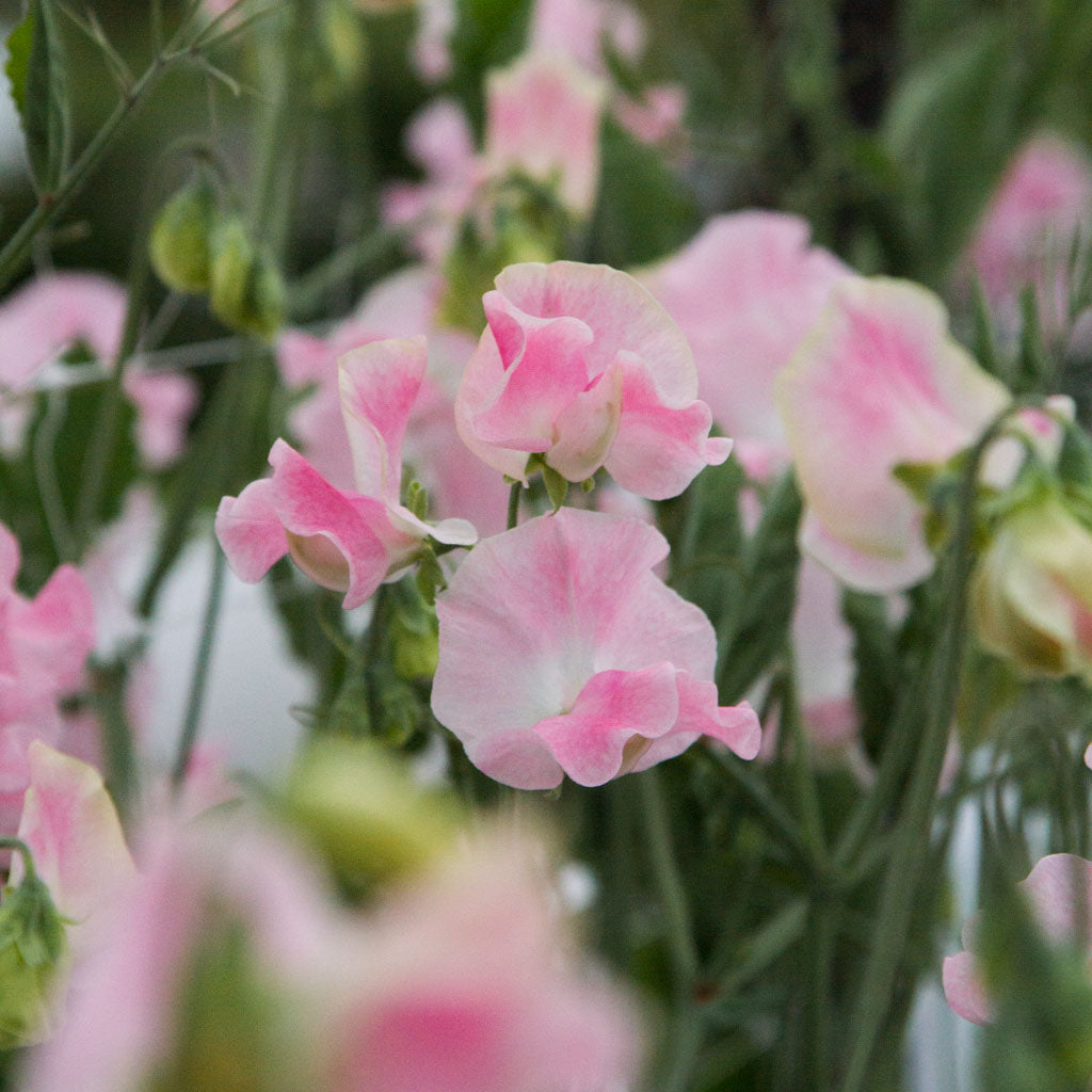 Sweet Pea - John Grey