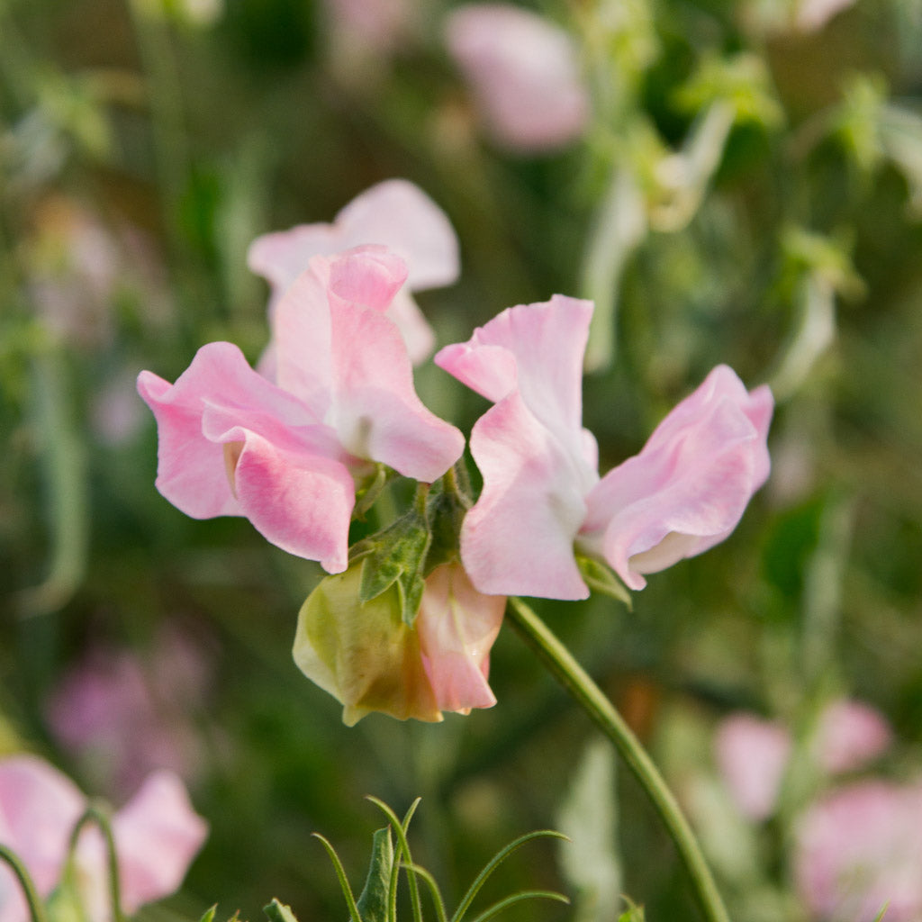 Sweet Pea - Patricia Marilyn