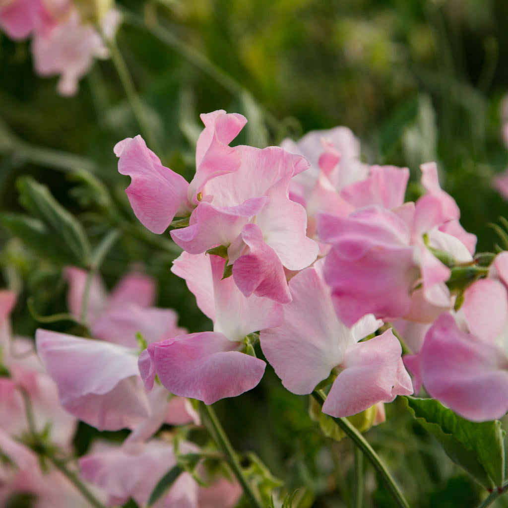 Sweet Pea - Patricia Marilyn