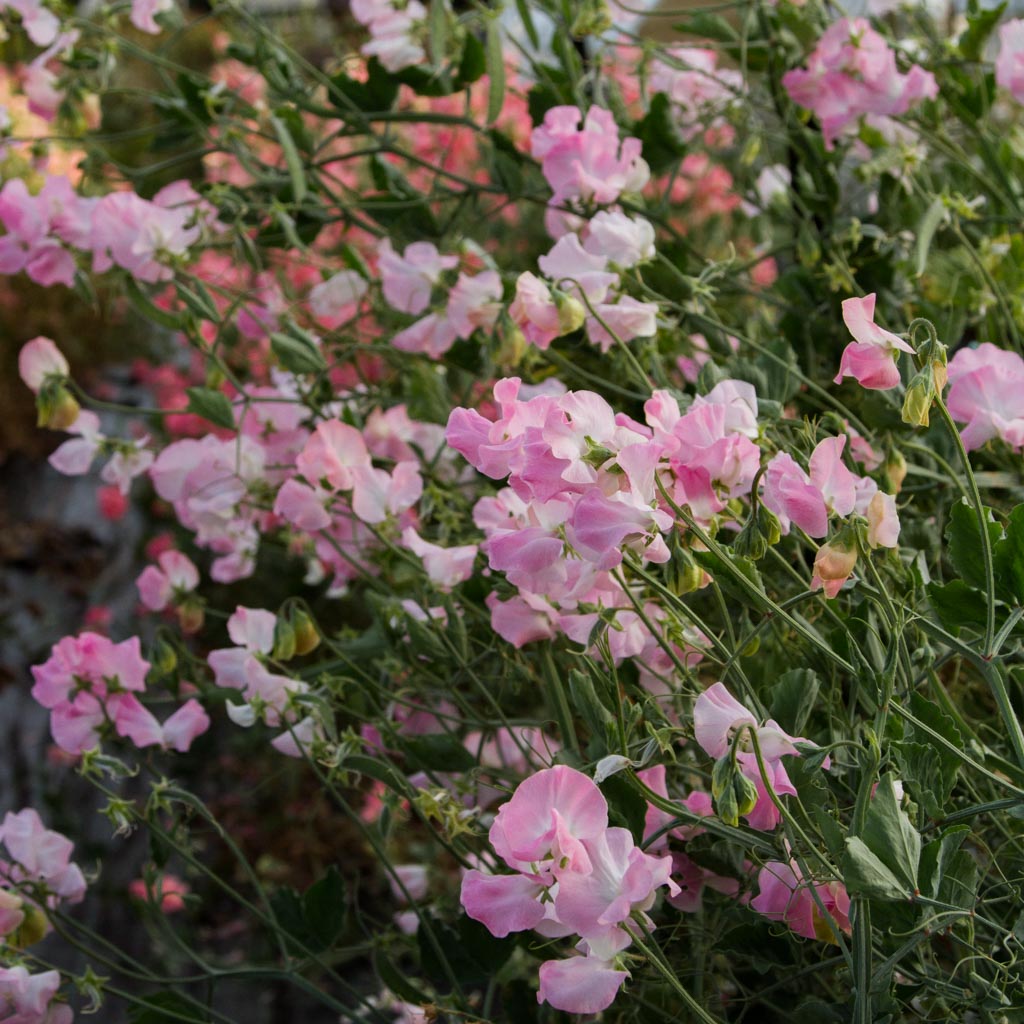 Sweet Pea - Patricia Marilyn