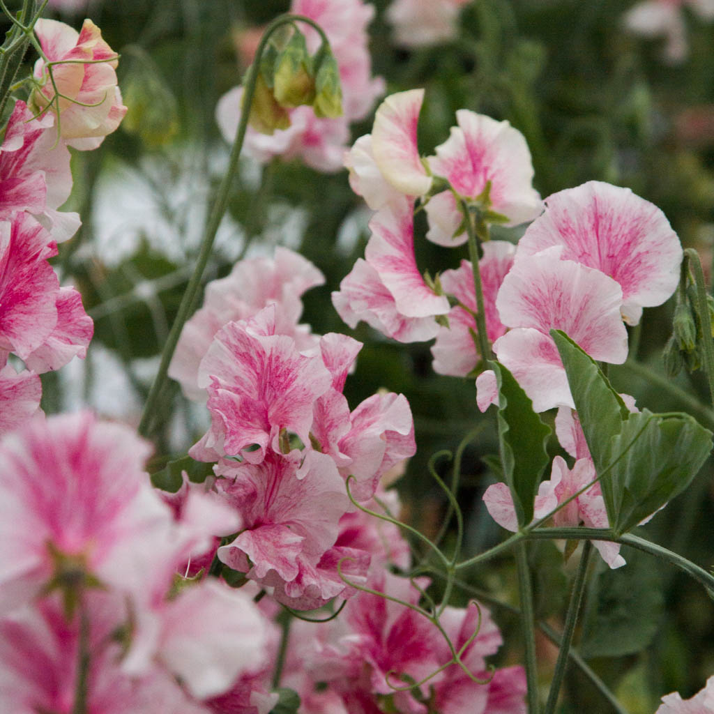 Sweet Pea - Raspberry Flake