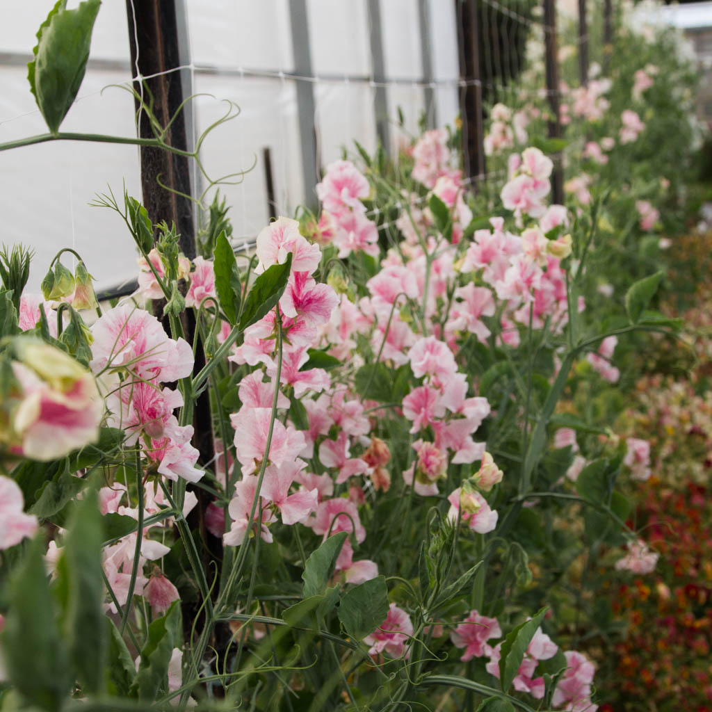 Sweet Pea - Raspberry Flake