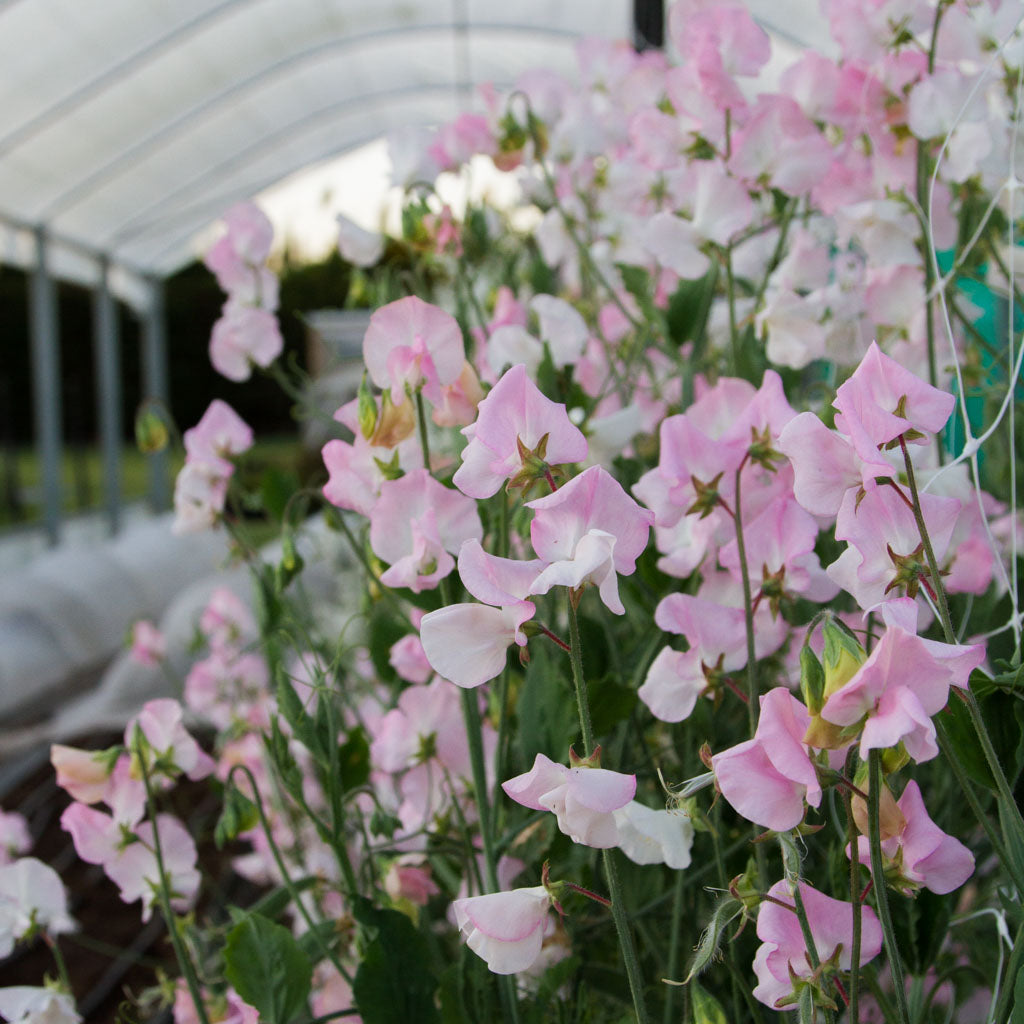 Sweet Pea - Spring Sunshine Blush