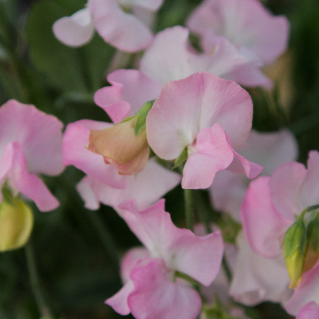 Sweet Pea - Spring Sunshine Blush