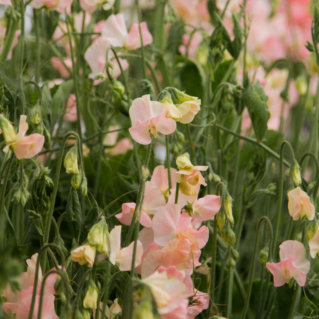 Sweet Pea - Spring Sunshine Champagne