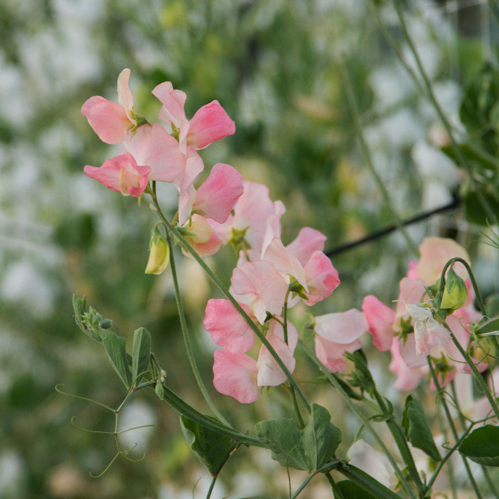 Sweet Pea - Spring Sunshine Champagne