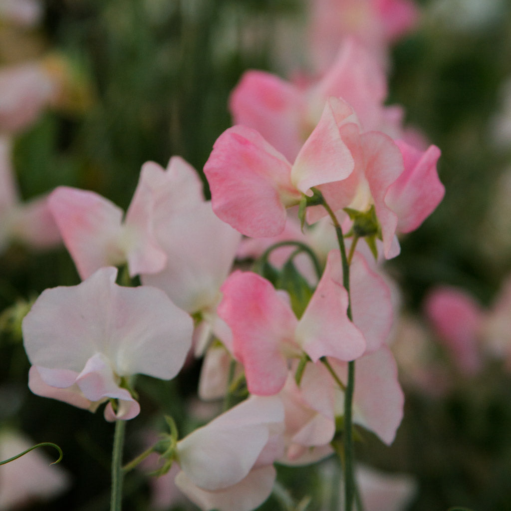 Sweet Pea - Spring Sunshine Champagne