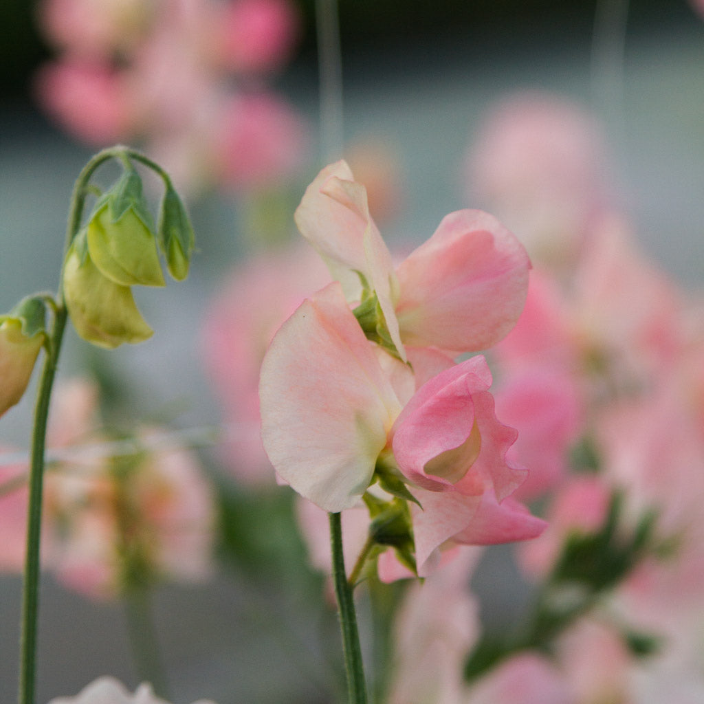 Sweet Pea - Spring Sunshine Champagne