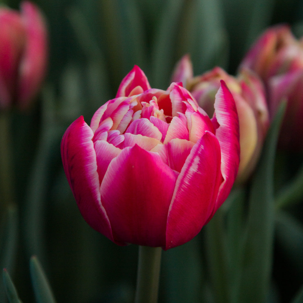 TULIP - Columbus